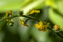 tall hairy agrimony