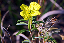 toothed evening primrose