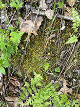 toothed plagiomnium moss