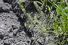 Virginia pepper grass