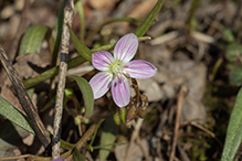 Virginia spring beauty