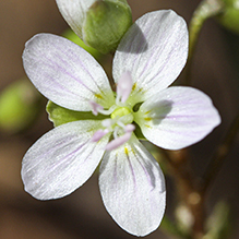 Virginia spring beauty