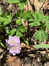 Virginia spring beauty