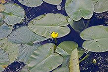 variegated yellow pond lily
