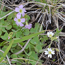 violet wood sorrel and field mouse-ear chickweed