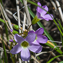 violet wood sorrel
