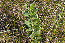 western marbleseed