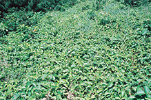 western poison ivy