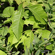 western poison ivy