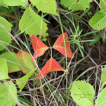 western poison ivy