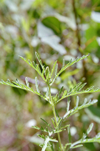 western ragweed