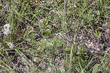 western white prairie clover