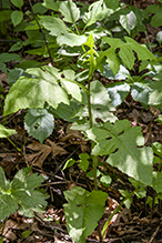 white-flowered leafcup