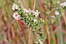 white heath aster (var. ericoides)