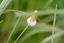 white prairie clover