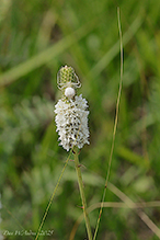 white prairie clover (var. candida)