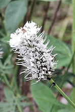 white prairie clover (var. candida)