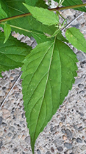 white snakeroot