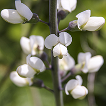 white wild indigo