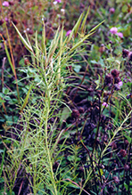 whorled milkweed