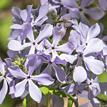 wild blue phlox