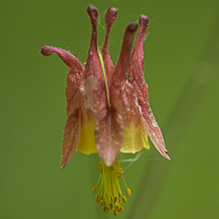 wild columbine