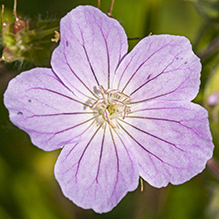 wild geranium