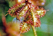 wild licorice