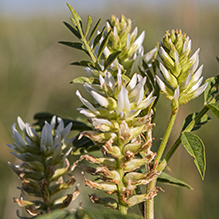 wild licorice