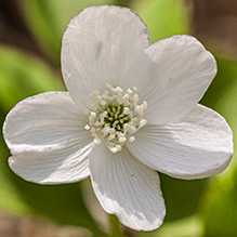 wood anemone