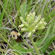 woolly milkweed and half-black bumble bee