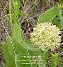 woolly milkweed and half-black bumble bee