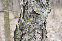 yellow birch
