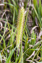 yellow foxtail
