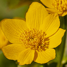 yellow marsh marigold
