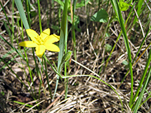yellow star grass