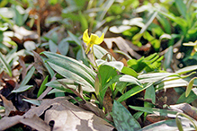 yellow trout lily