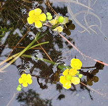 yellow water-crowfoot