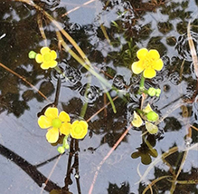yellow water-crowfoot