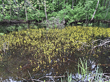 yellow water-crowfoot