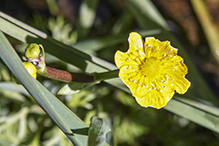 yellow water-crowfoot