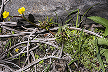 yellow water-crowfoot