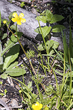 yellow water-crowfoot