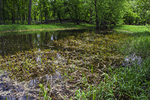 yellow water-crowfoot