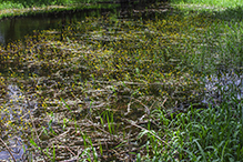yellow water-crowfoot