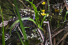 yellow water-crowfoot