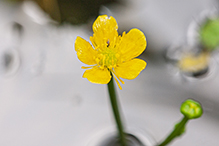 yellow water-crowfoot