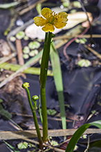yellow water-crowfoot