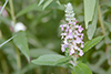 American germander