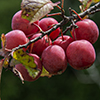 American plum